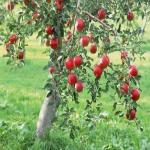 ساخت زیر دامنه بدون دیتابیس